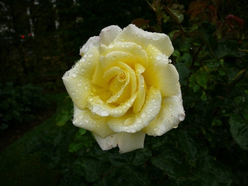 Роза флорибунда Гримальди