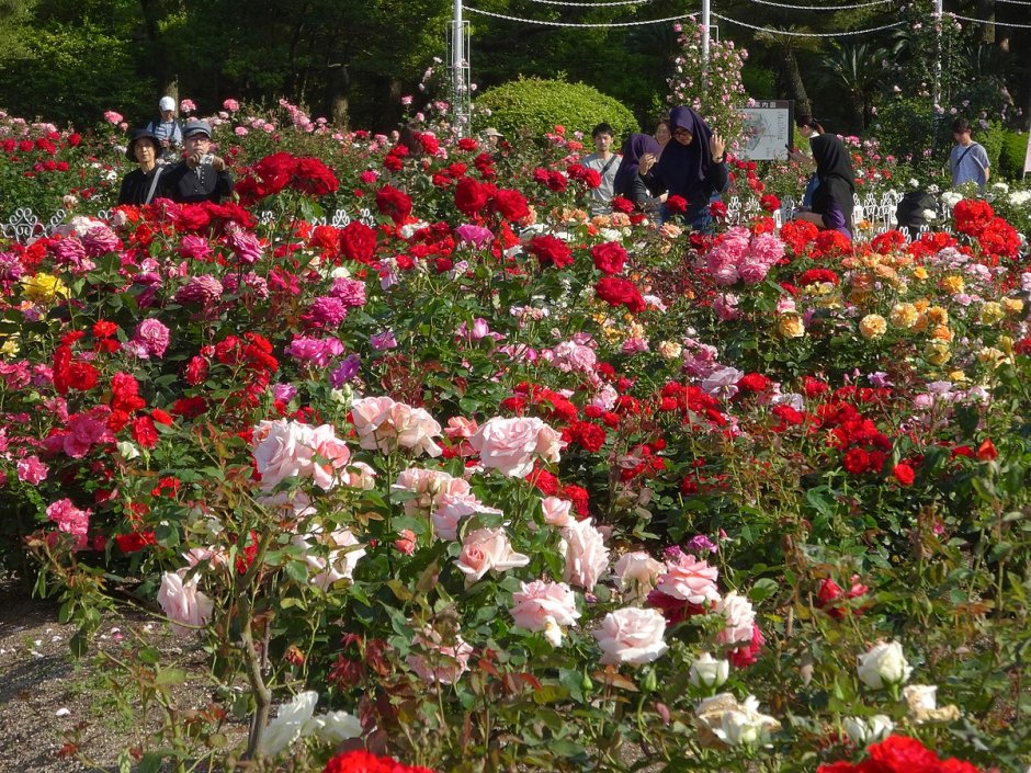Розовый сад в Краснодаре Хутор Ленина каталог и цены