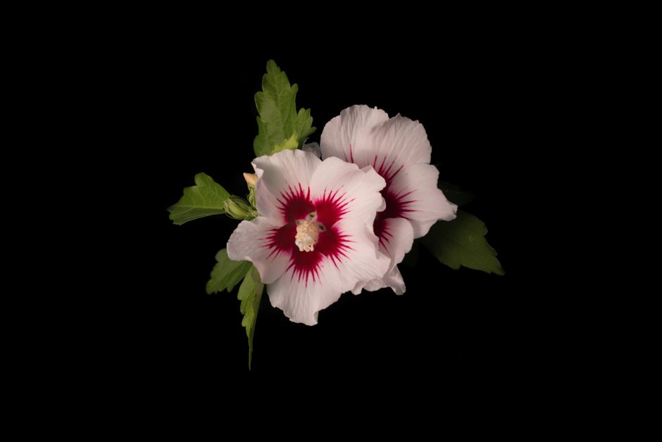 Гибискус китайская роза семена