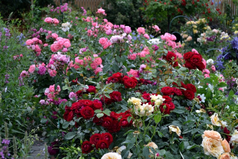 Mein Schoner Garten роза