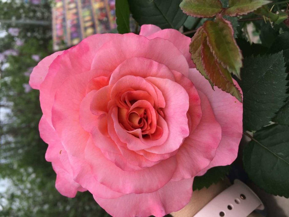 Martin Frobisher роза