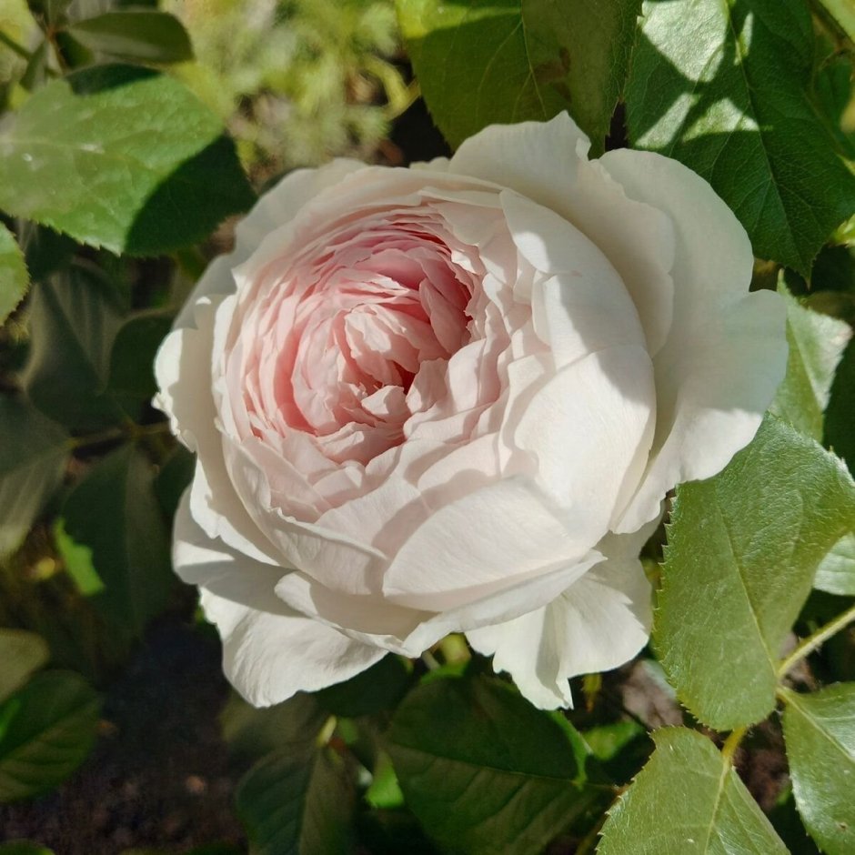 Роза герцогиня Фредерика