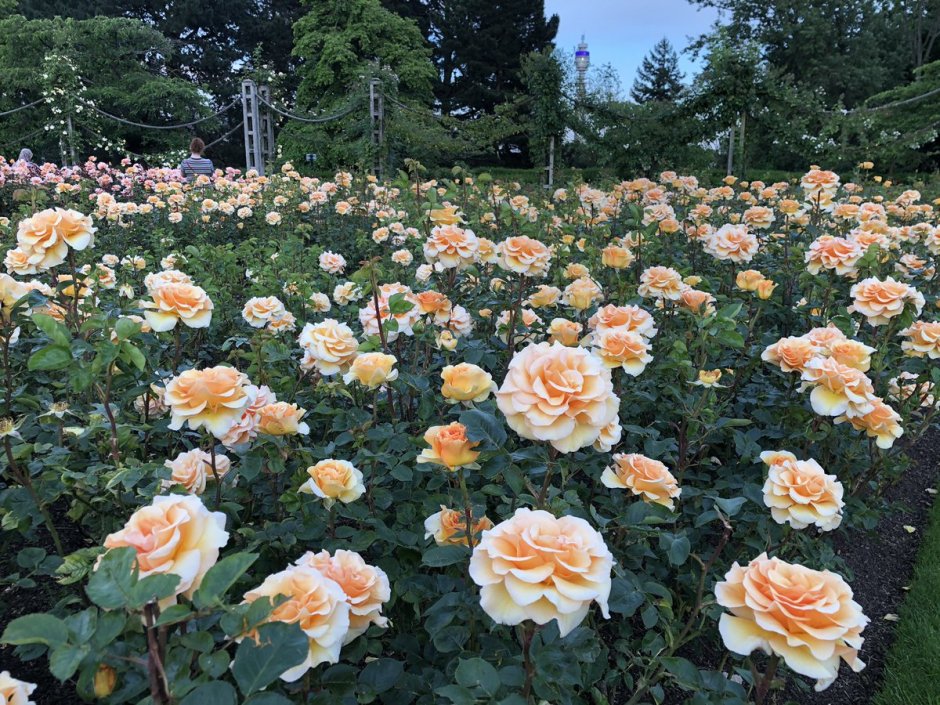 Richmond Park роза