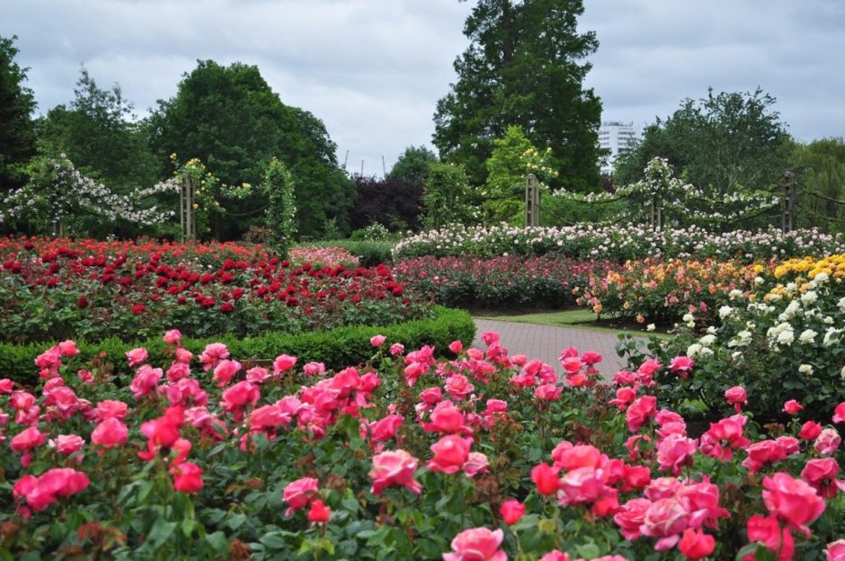 Сады королевы Марии Риджентс парк Лондон