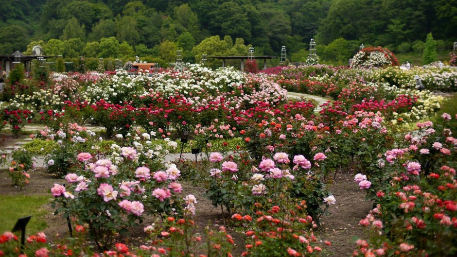 Кенсингтон Gardens роза Гарденс
