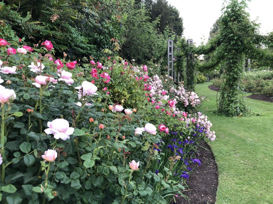 Кустовая роза Риджентс парк