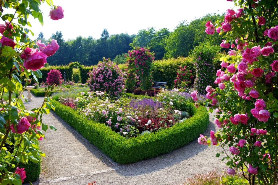 Кенсингтон Гарденс Kensington Gardens роза