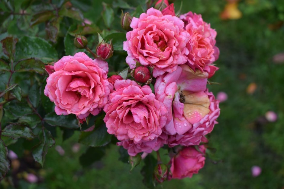Роза сорта «Риджентс парк» ( Regents