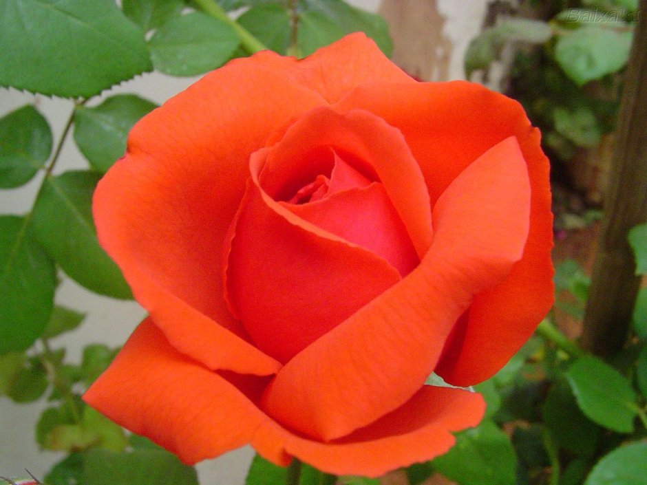 Майн Таурн оранжевый роза