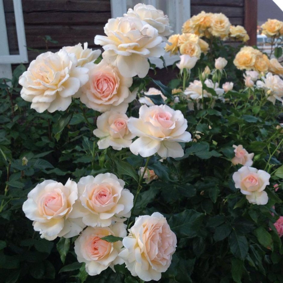 Роза Чандос Бьюти чайно-гибридная роза