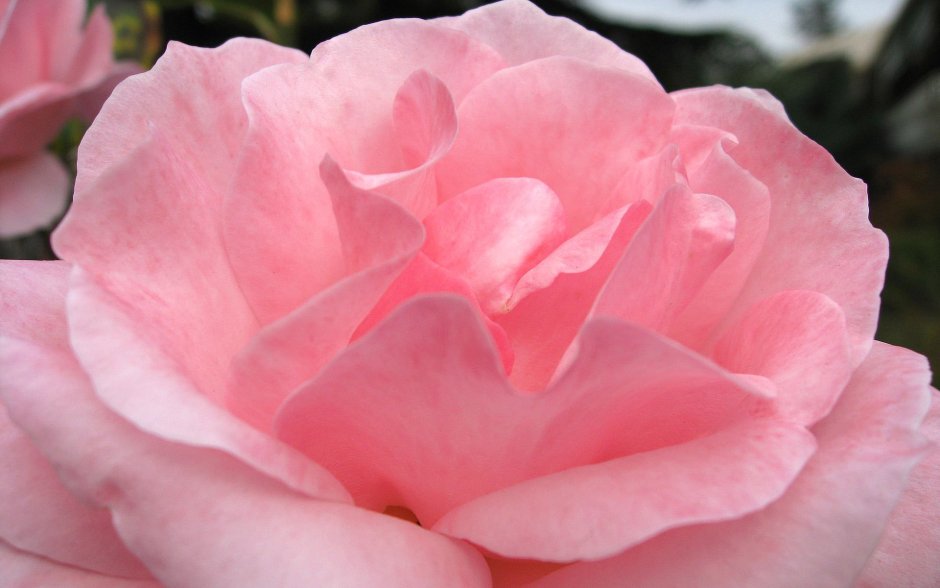 Pink Rose (Пинк Роуз) мрамор
