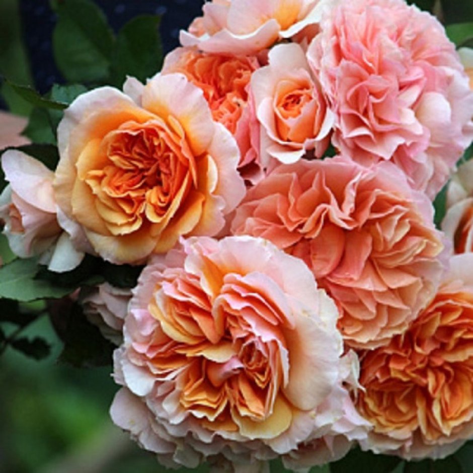 Роза шраб Версайни (Versigny)