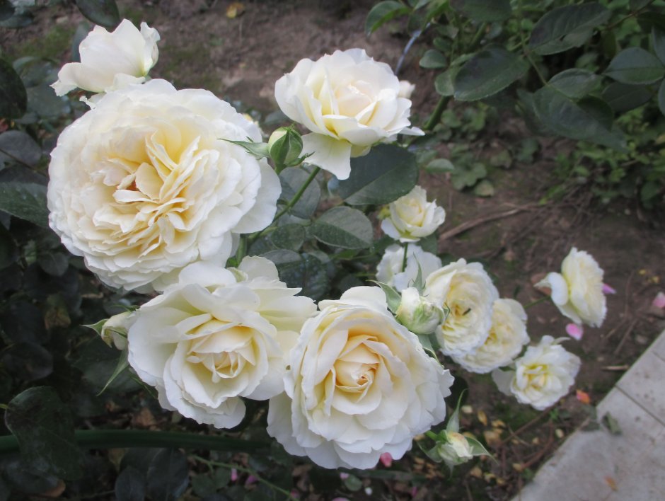Creme Chantilly роза