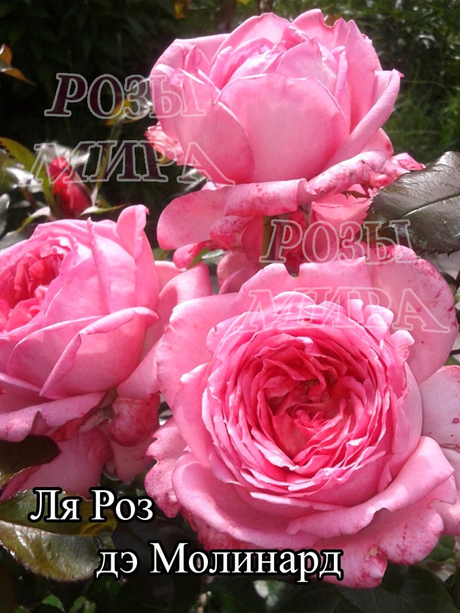 Роза сорт Роуз де Молинард