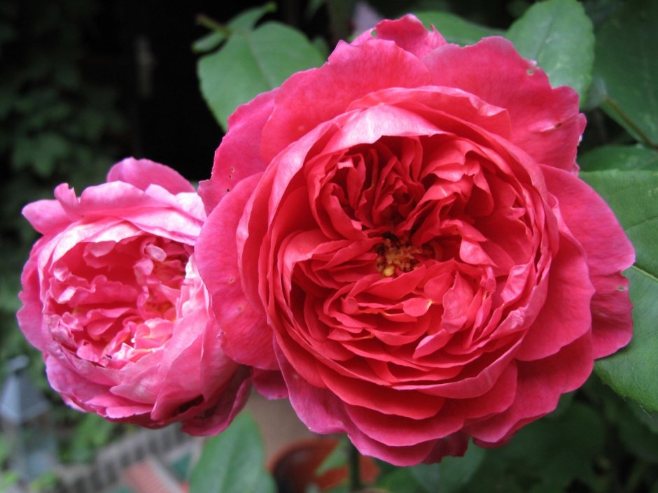 Роза роза Бенджамин Бриттен