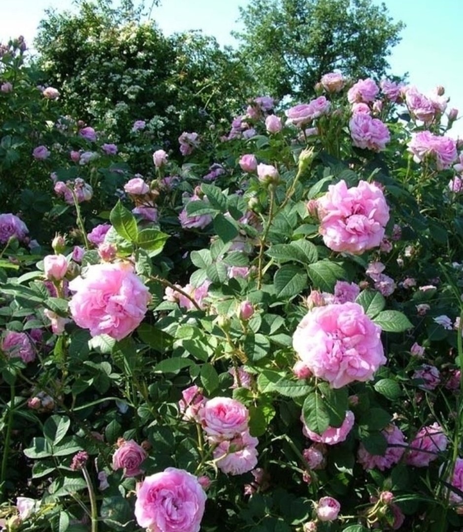 Konigin von Danemark роза