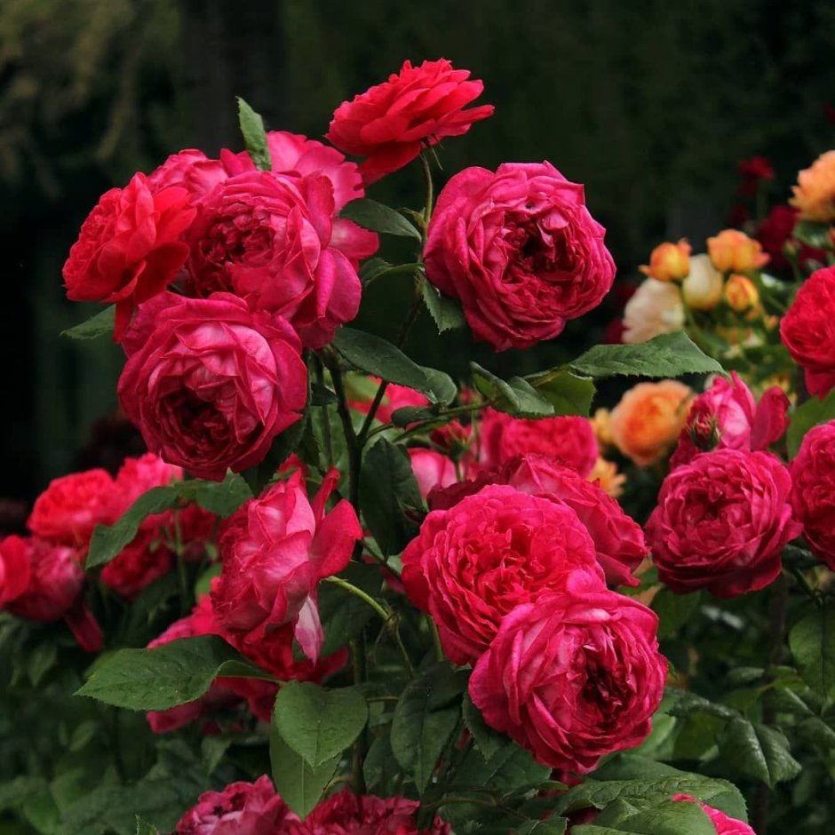 Бенджамин Бриттен Benjamin Britten роза