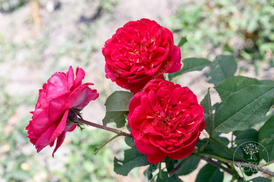 Роза роз де Катро вант