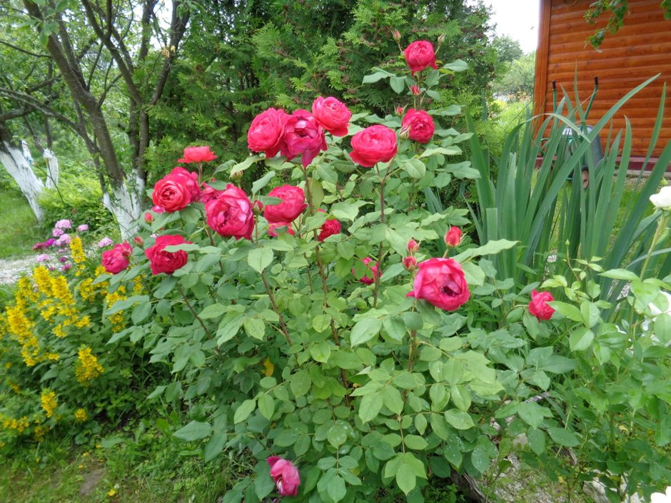 Сорт розы Бенджамин Бриттен