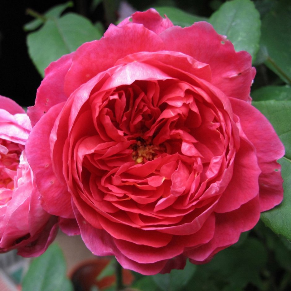 Rosa (роза) Benjamin Britten Окс