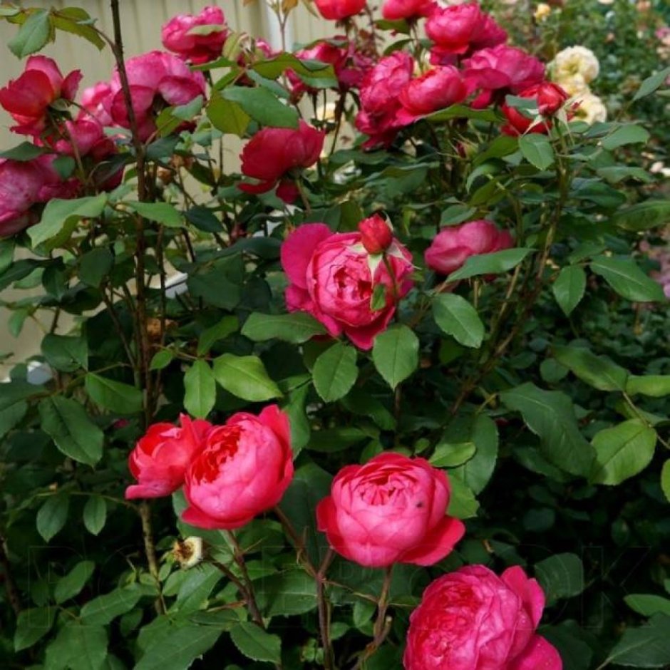 Б енжаминбриттен розаа