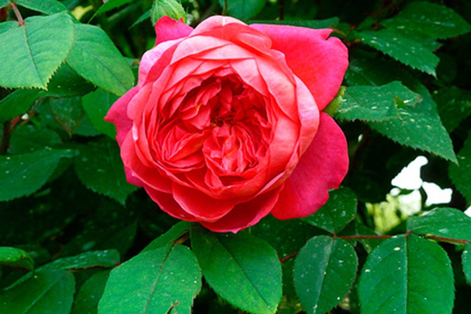 Роза английская Парковая Бенджамин Бриттен