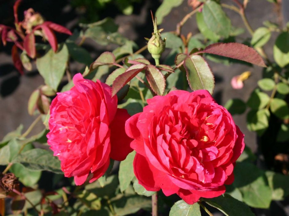 Сорт розы Benjamin Britten.
