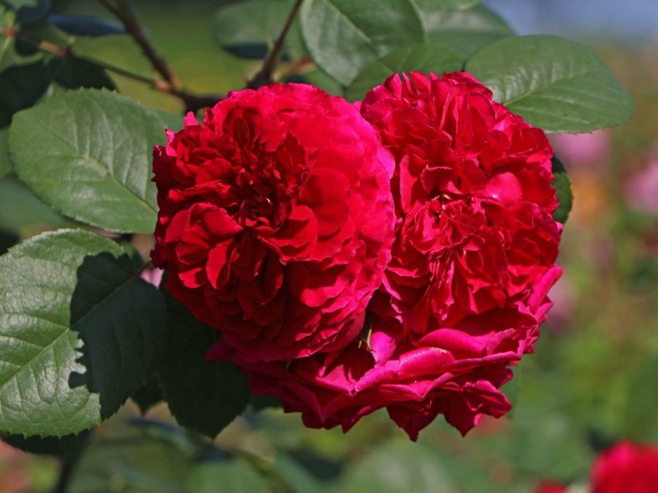 Плетистая роза Тесс