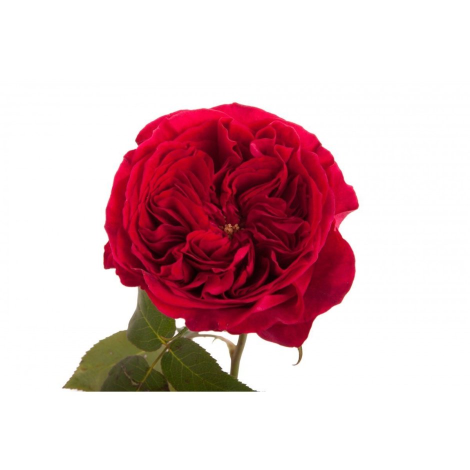 Пионовидная роза темно красная