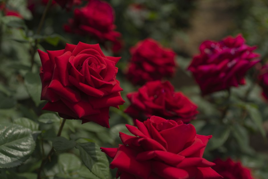 Бордовые розы в саду