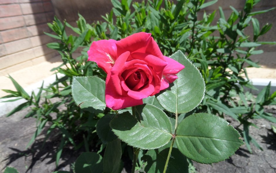 Полиантовая роза де Капо
