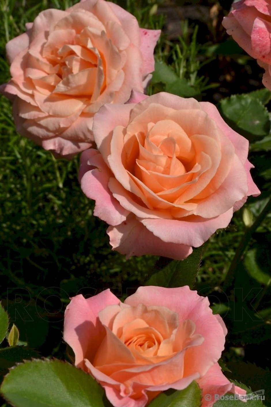 Сорт розы Мисс Пигги