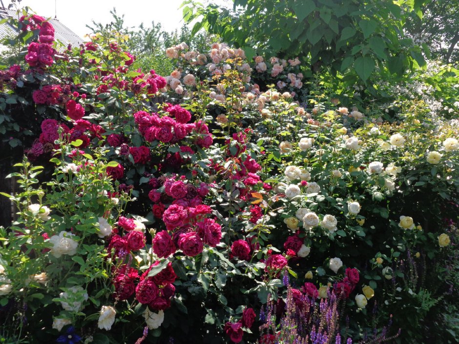Бисантенэр де Гийо шраб роза