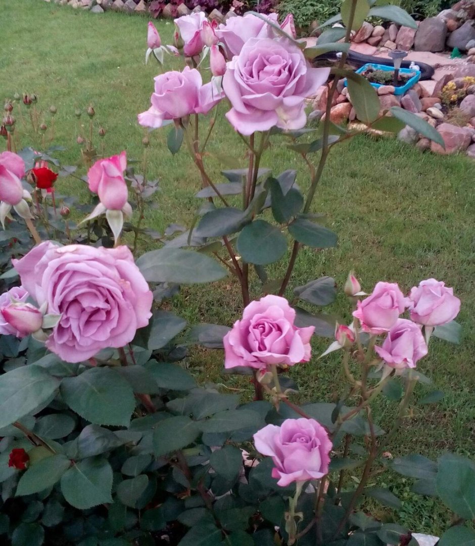 Роза лидиас