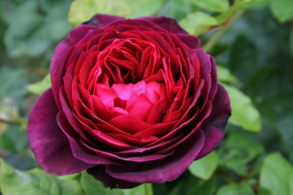 Роза шраб (Rosa Astrid Grafin von Hardenberg