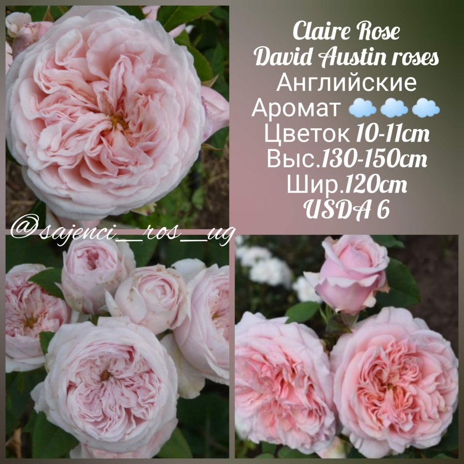 Роза кустовая Claire Rose (Клер Роуз)