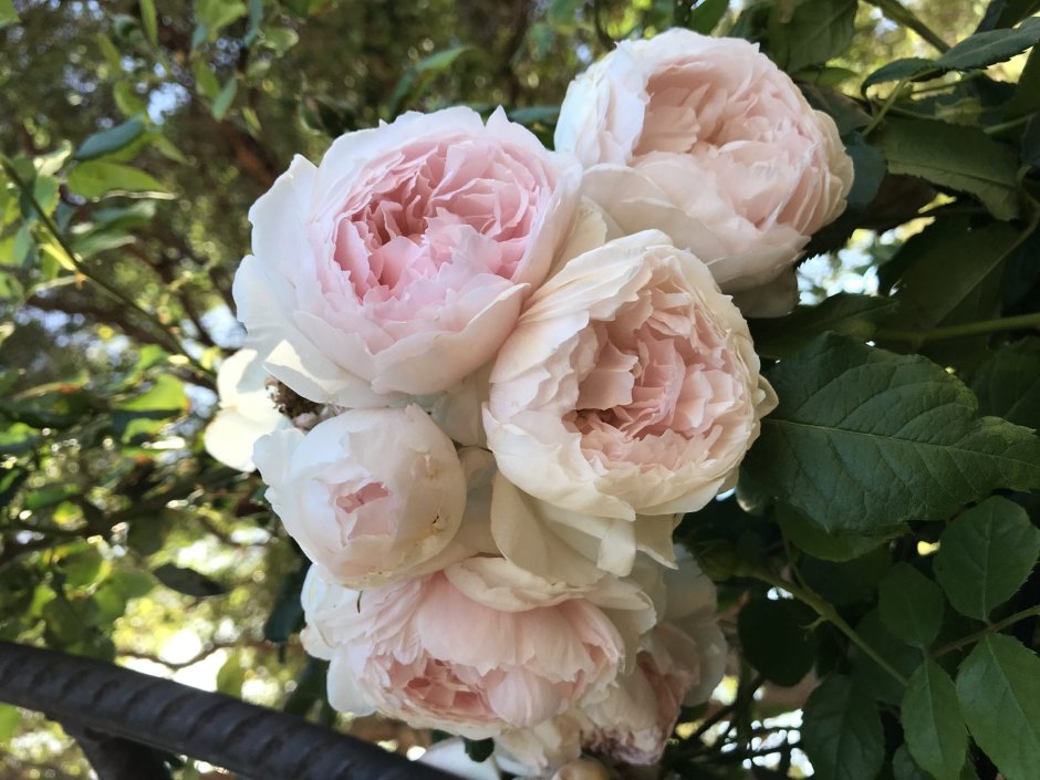 Сорт розы Клер Роуз