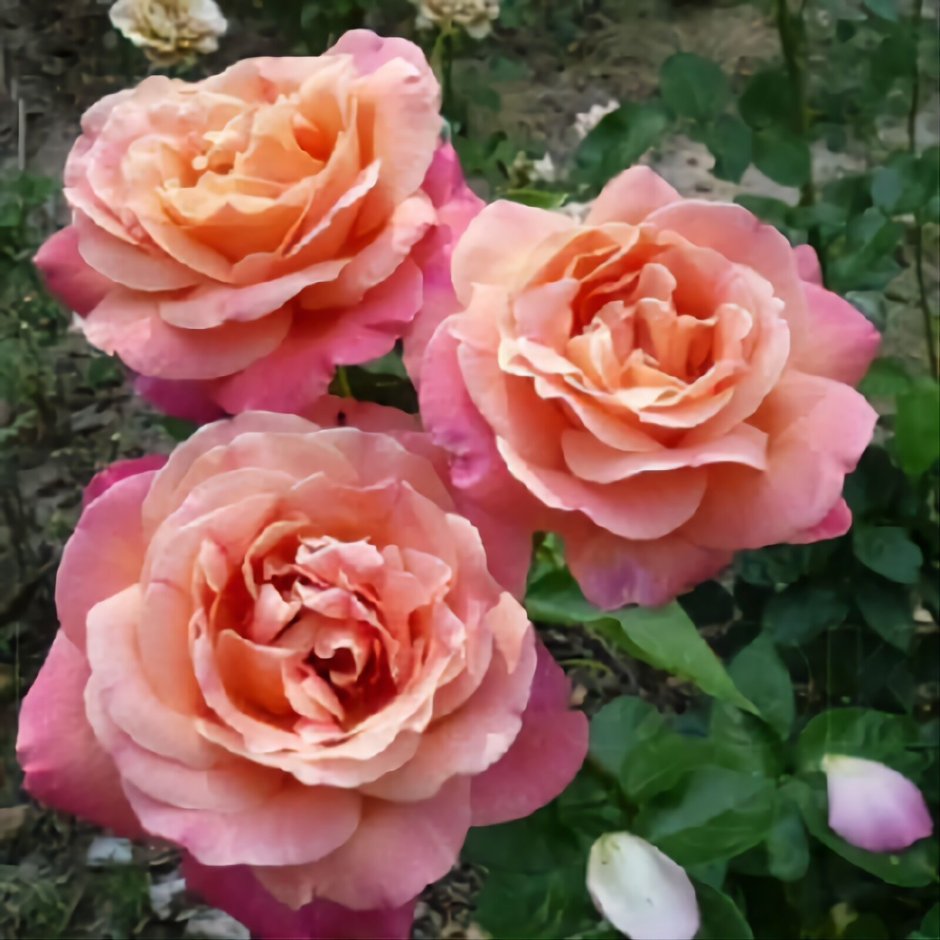 Роза чайно-гибридная Пис