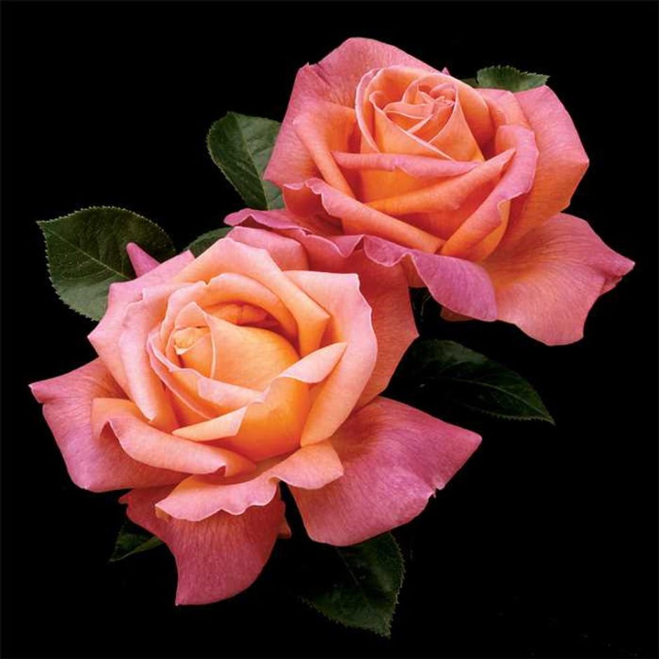Colorific роза