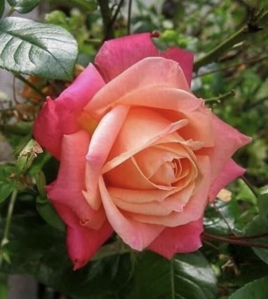 Роза Royal Dane