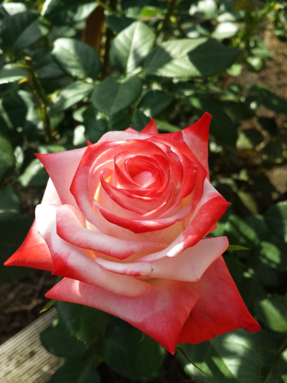 Роза чайно-гибридная Императрица фарах (Imperatrice Farah)
