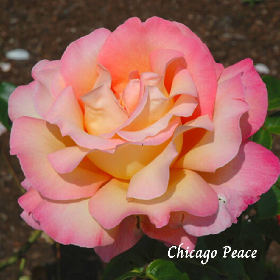 Роза чайно гибридная Chicago Peace