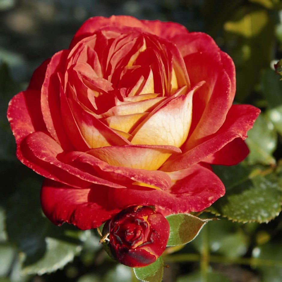 Роза флорибунда Мидсамм