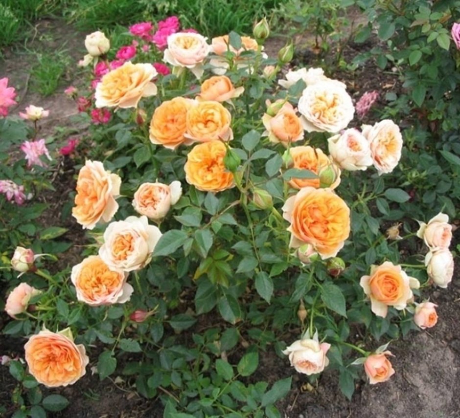 Peach Melba роза