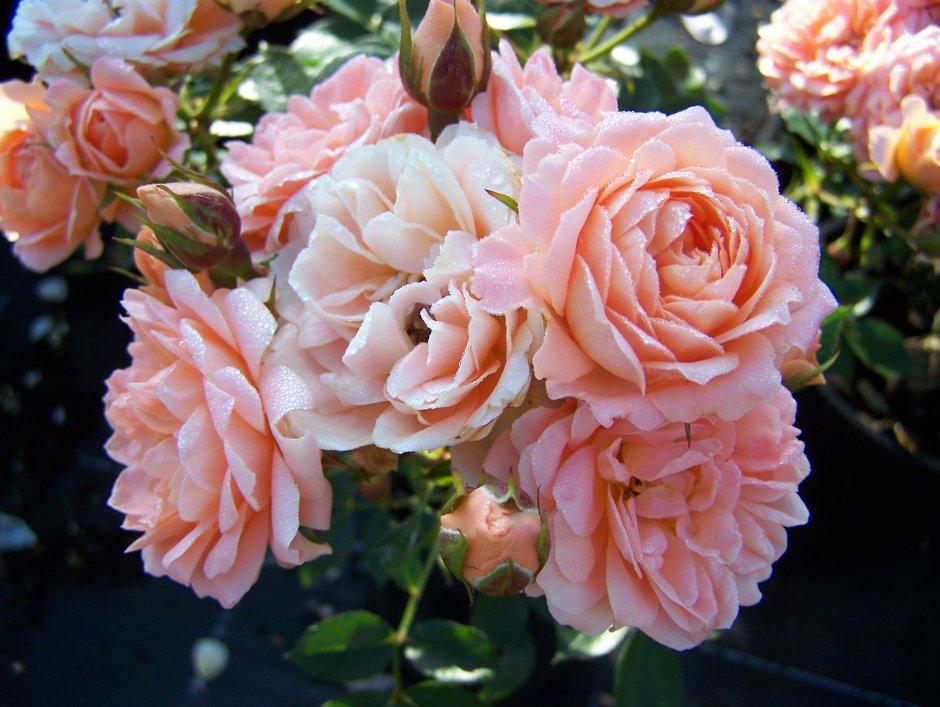Роза плетистая Peach Melba