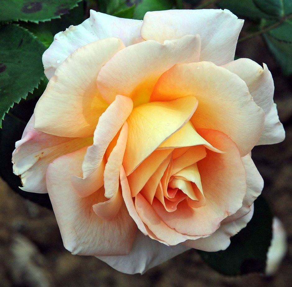 Роза Mayra Peach