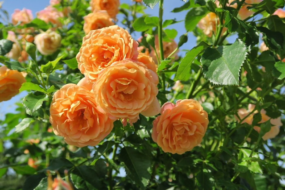 Peach Melba роза Кордес