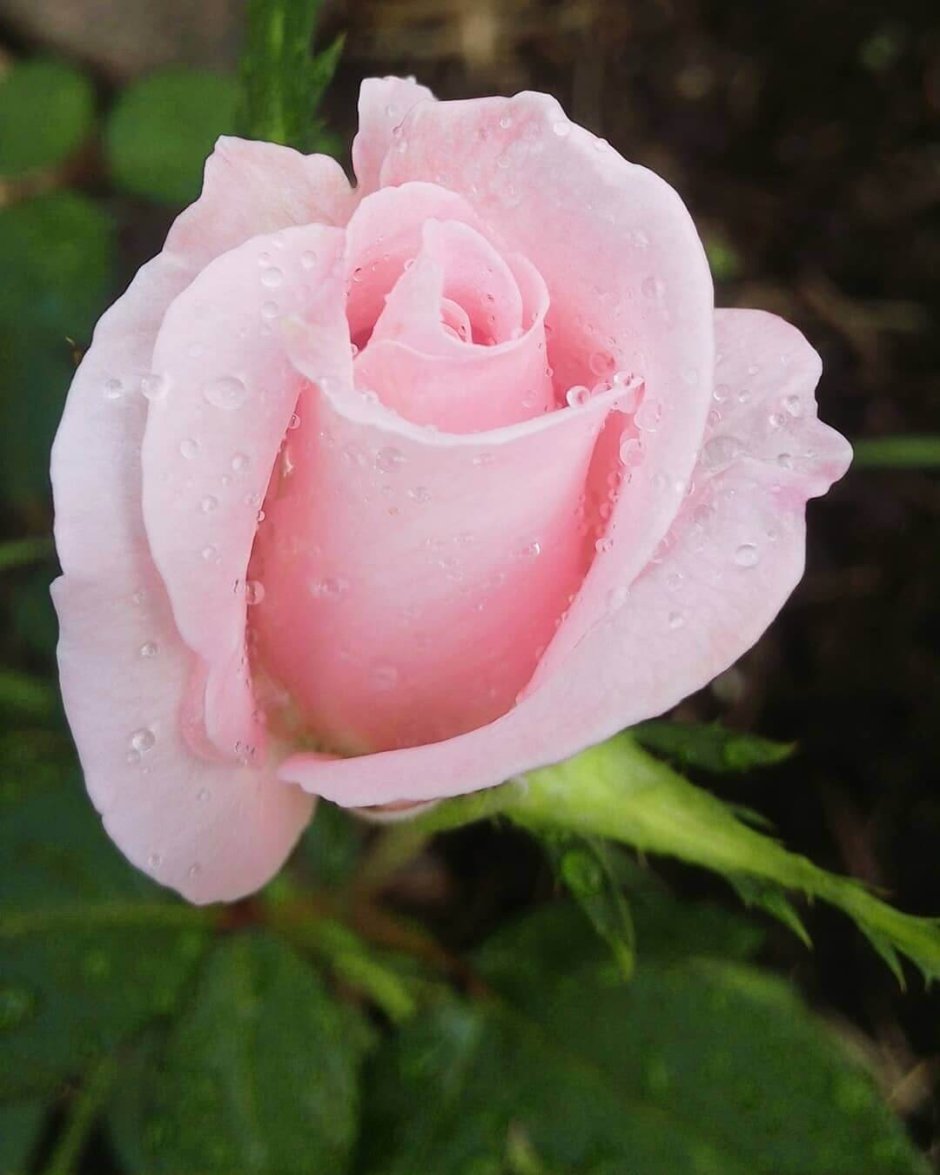 Роза джессика