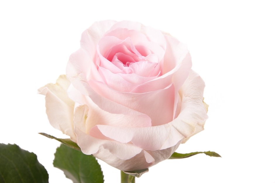 Роза novia