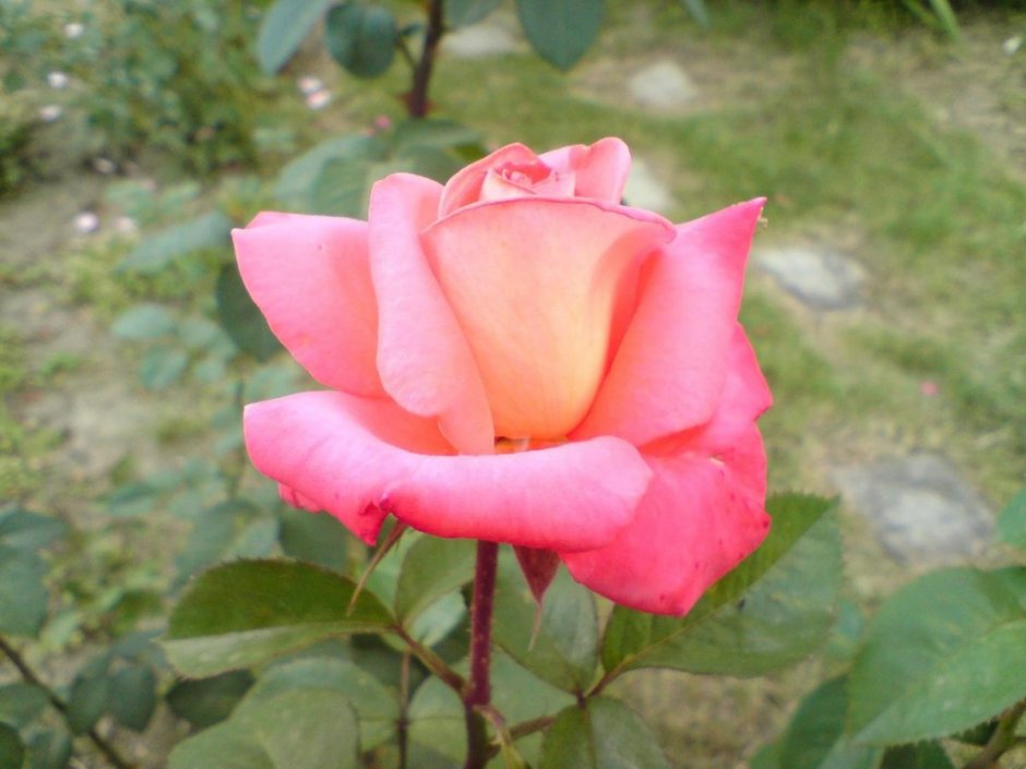 Роза Джессика Эквадор